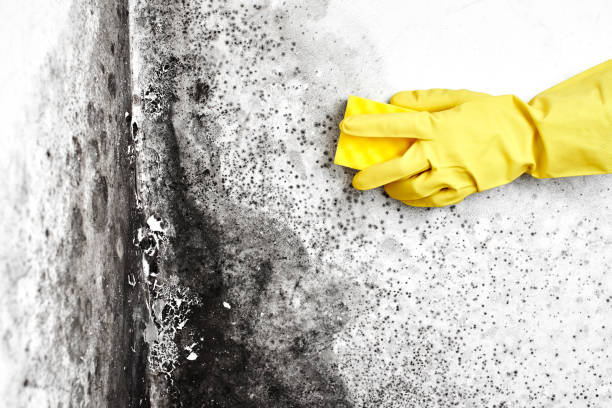 Mold Removal Process in Taylorsville, KY