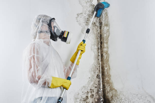 Best Mold Removal and Inspection  in Taylorsville, KY