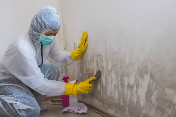 Best Local Mold Removal Service  in Taylorsville, KY