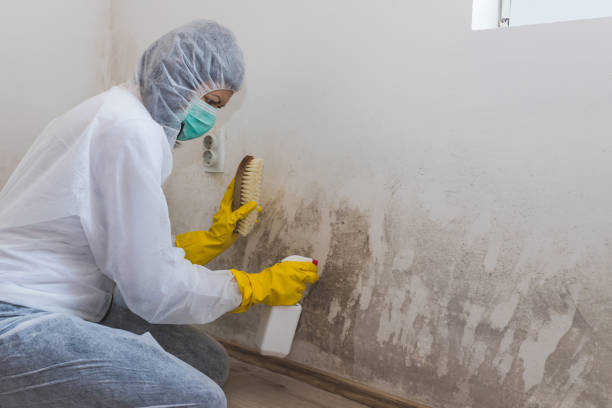 Mold Removal and Inspection in Taylorsville, KY