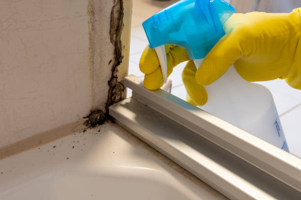 Attic Mold Removal in Taylorsville, KY