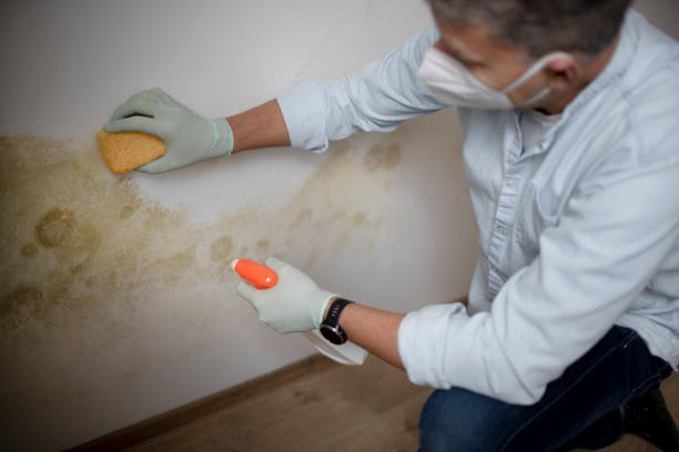 Best Mold Damage Repair  in Taylorsville, KY