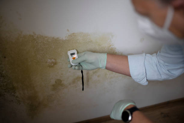 Best Home Mold Removal  in Taylorsville, KY