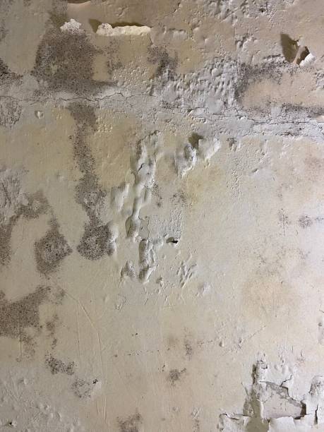 Best Emergency Mold Removal  in Taylorsville, KY