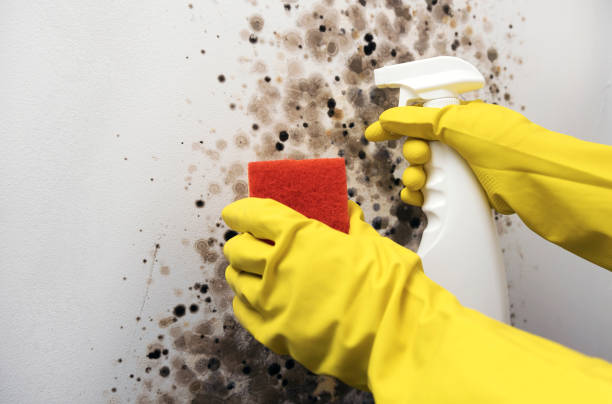 Home Mold Removal in Taylorsville, KY