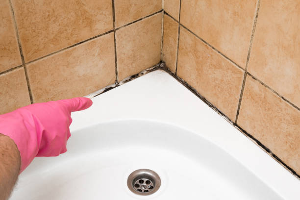 Best Mold Damage Repair  in Taylorsville, KY