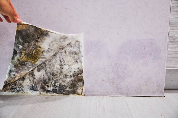 Best Residential Mold Removal  in Taylorsville, KY